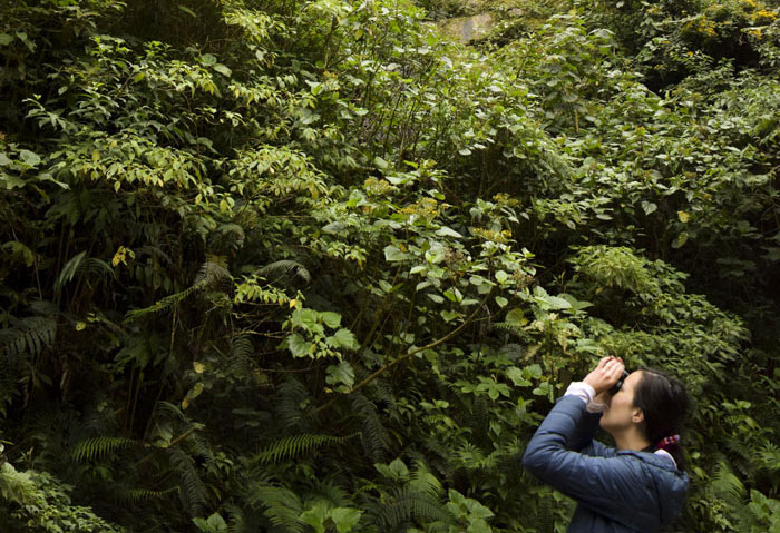 Avistamiento de aves