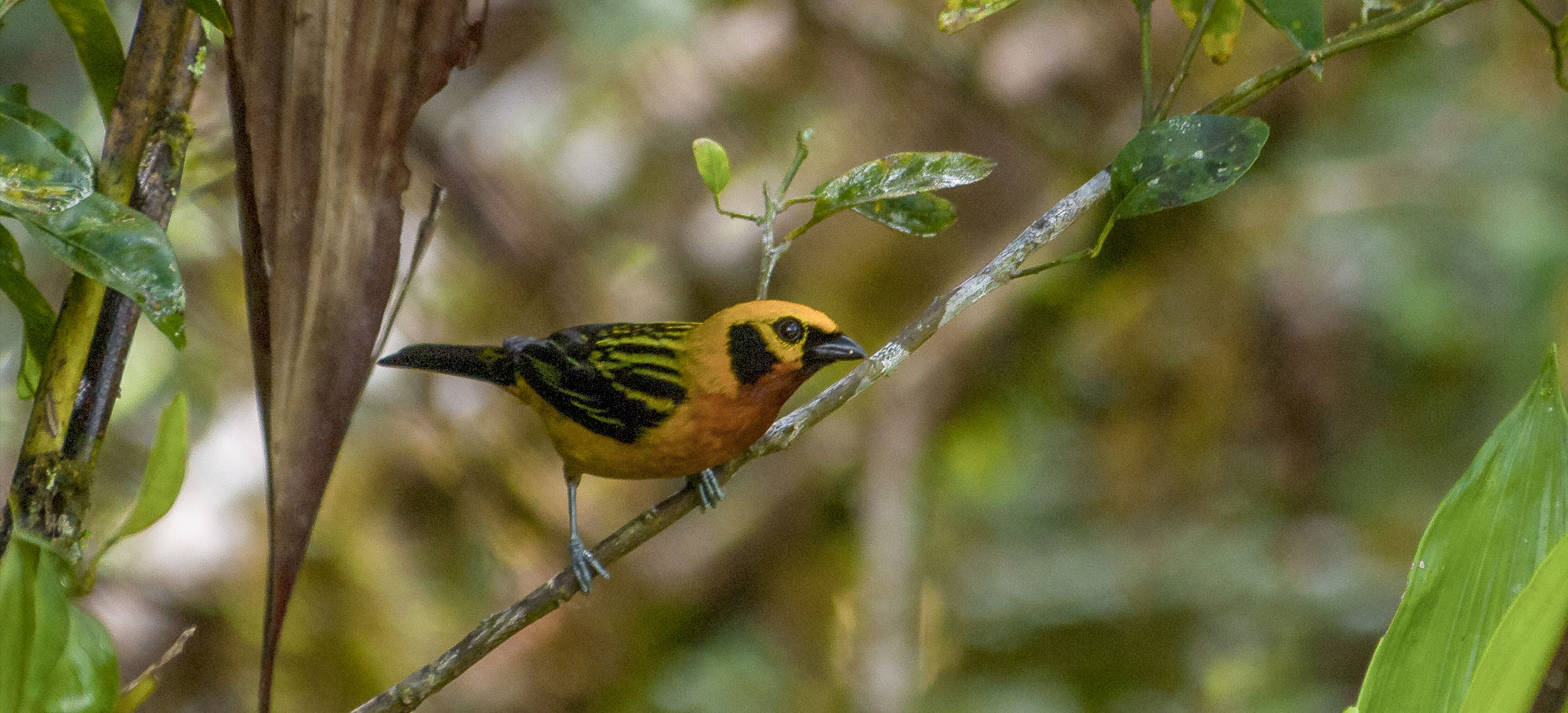 Cock Of The Rock Lodge